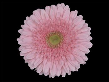 Daikan Asteraceae