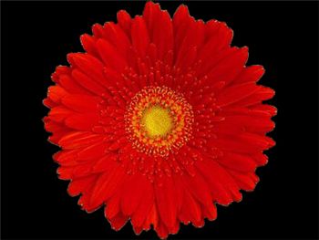 Enzo Asteraceae
