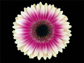 Fay Asteraceae