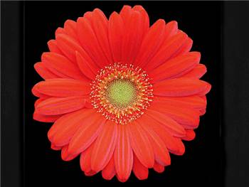 Heart Asteraceae