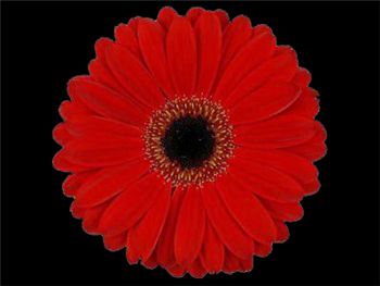 Ibrox Asteraceae