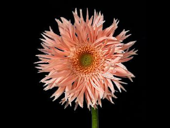Jedi Asteraceae