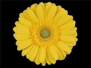 Kento Asteraceae