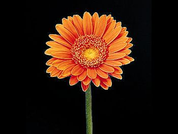 Lambada Asteraceae