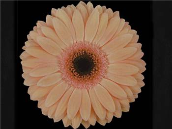 Laureen Asteraceae