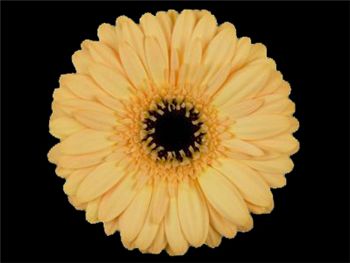 Lavina Asteraceae