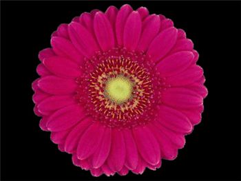 Lilian Asteraceae