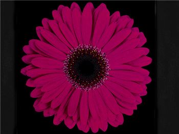 Malibu Asteraceae