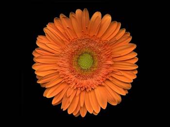 Orange Asteraceae