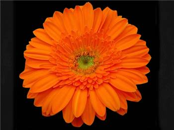 Papaya Asteraceae