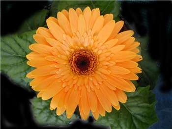 Peach Asteraceae