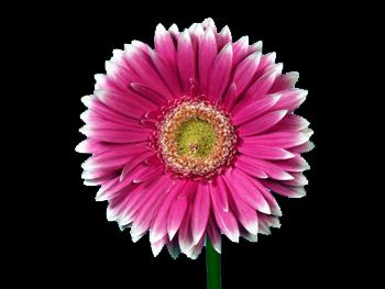 Picasso Asteraceae