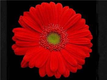 Player Asteraceae