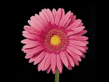 Rafaella Asteraceae