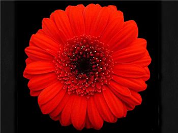 Suri Asteraceae