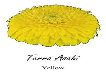 Terra Asahi Asteraceae