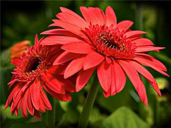 Watermelon Asteraceae