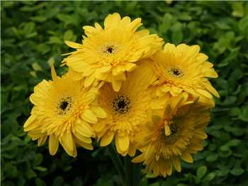 Yellow Asteraceae