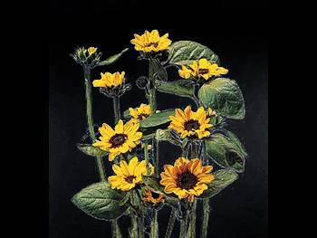 Sonia Asteraceae