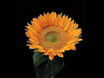 Sunbeam Asteraceae