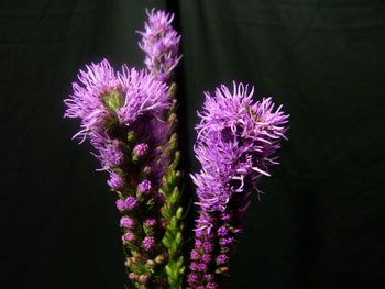 Gayfeather Asteraceae