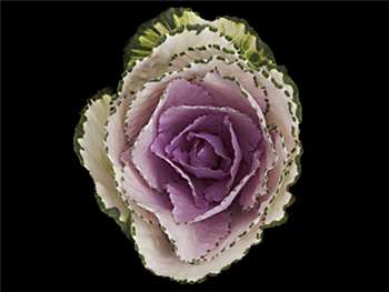 Lavender Brassicaceae