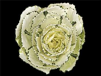 White Brassicaceae