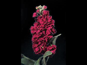 Crimson Brassicaceae