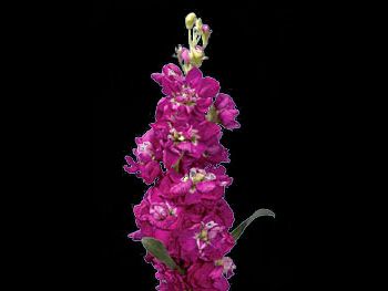 Fuchsia Brassicaceae