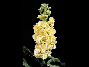 Gold Brassicaceae