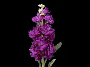 Royal Purple Brassicaceae
