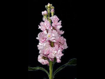 Sweet Heart Pink Brassicaceae