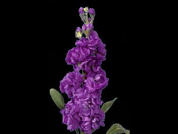 Violet Brassicaceae