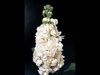 White Brassicaceae