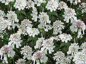 Evergreen Brassicaceae