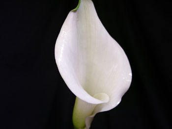 White Calla - Mini