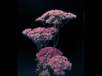 Maroon Campanulaceae