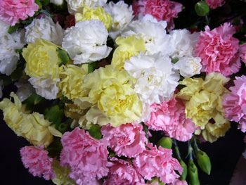 Assorted Carnation - Mini