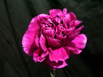 Arevalo Carnation