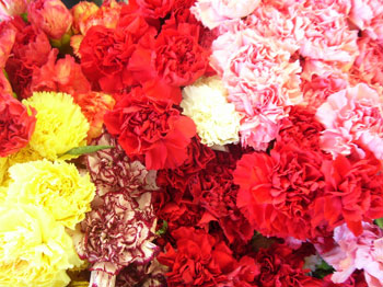 Assorted Carnation