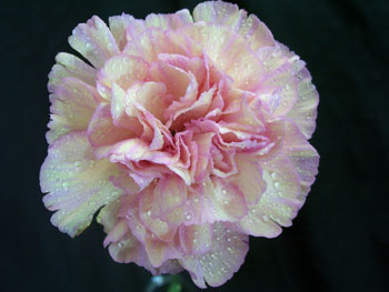 Bubble Gum Carnation