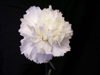 Condor Carnation