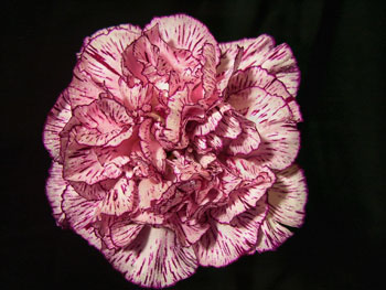 Mora Carnation