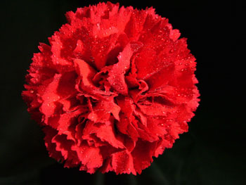 Nelson Red Carnation