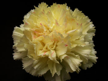  Pallas Carnation