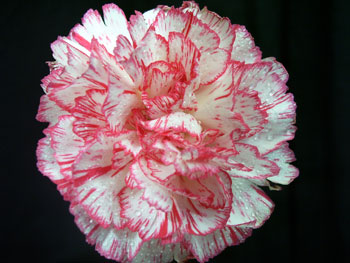 Parisafal Carnation