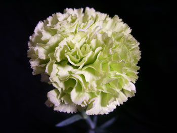 Prado Carnation