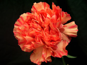 Raggio Di Sole Carnation