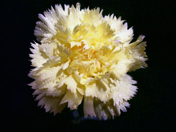 Shine Carnation