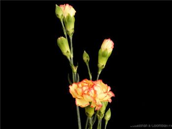 Belen Caryophyllaceae